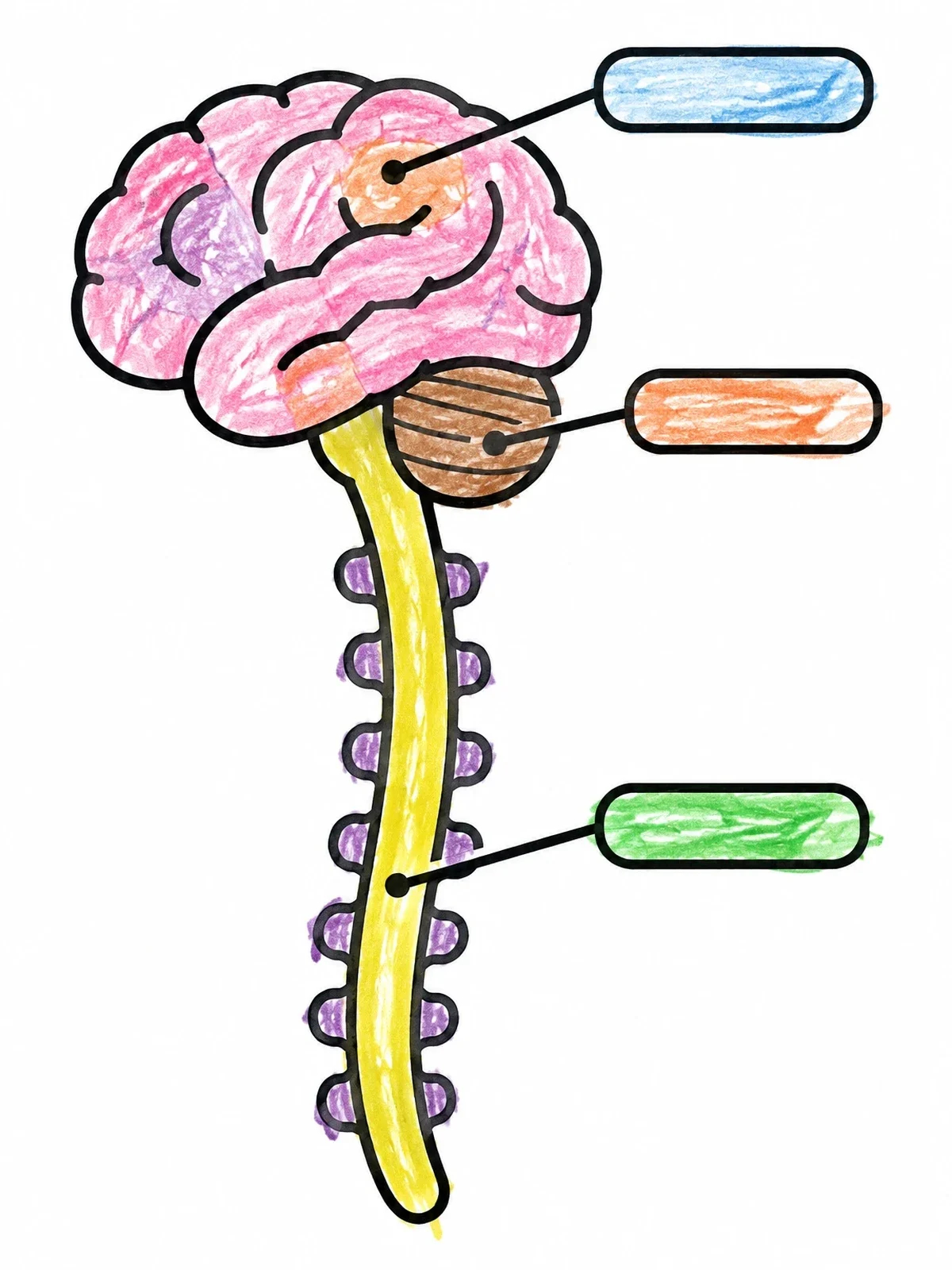Colored example of the Brain And Spinal Cord Diagram coloring page