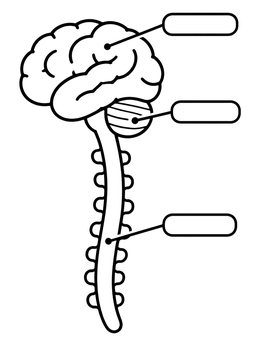 Free printable Brain And Spinal Cord Diagram coloring page