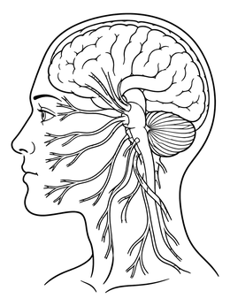 Side profile of a head illustrating brain anatomy in this nervous system coloring page.