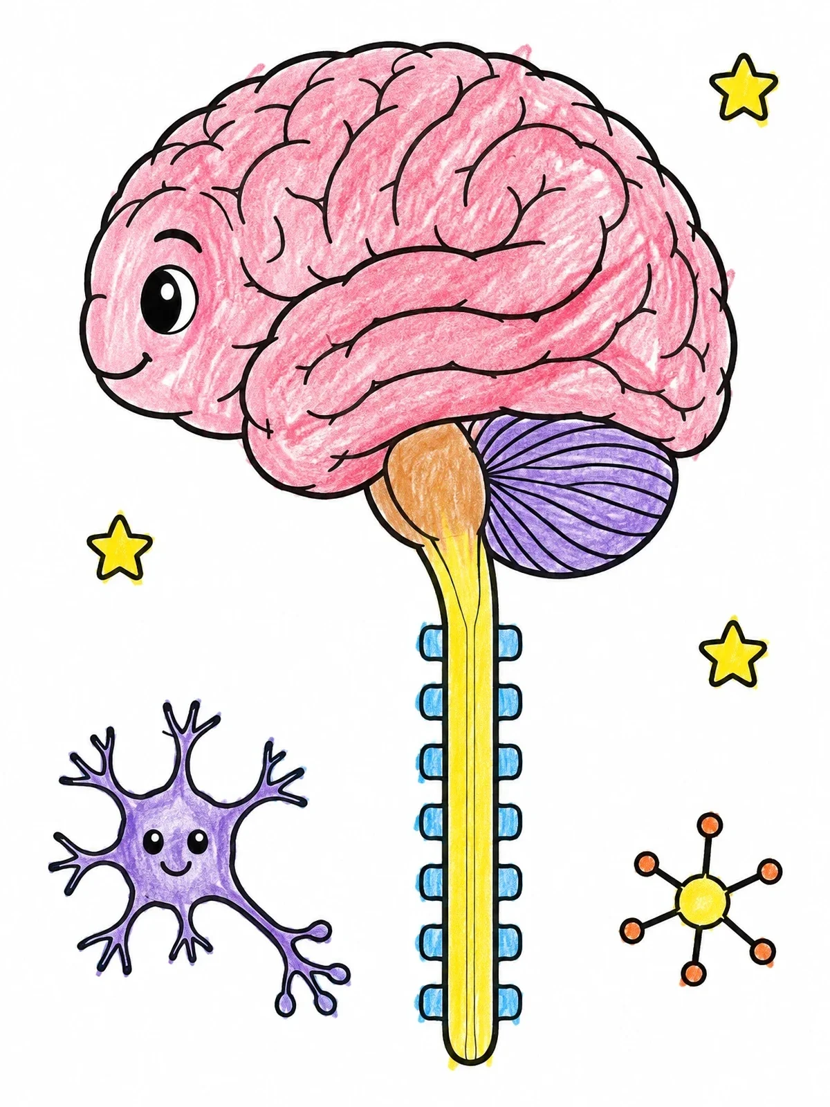 Colored example of the Cute Brain And Spinal Cord Diagram coloring page