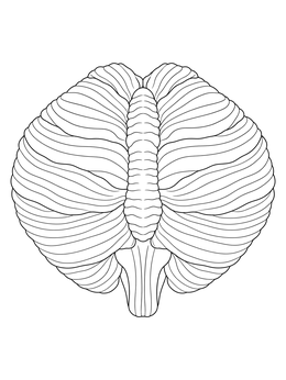 A detailed human cerebellum shown in this nervous system coloring page.
