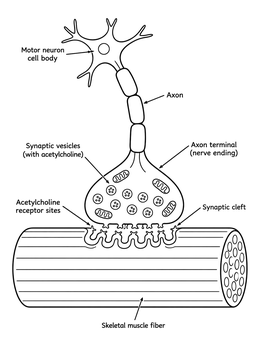 A detailed nervous system coloring page illustrating a motor neuron connecting to a skeletal muscle fiber.