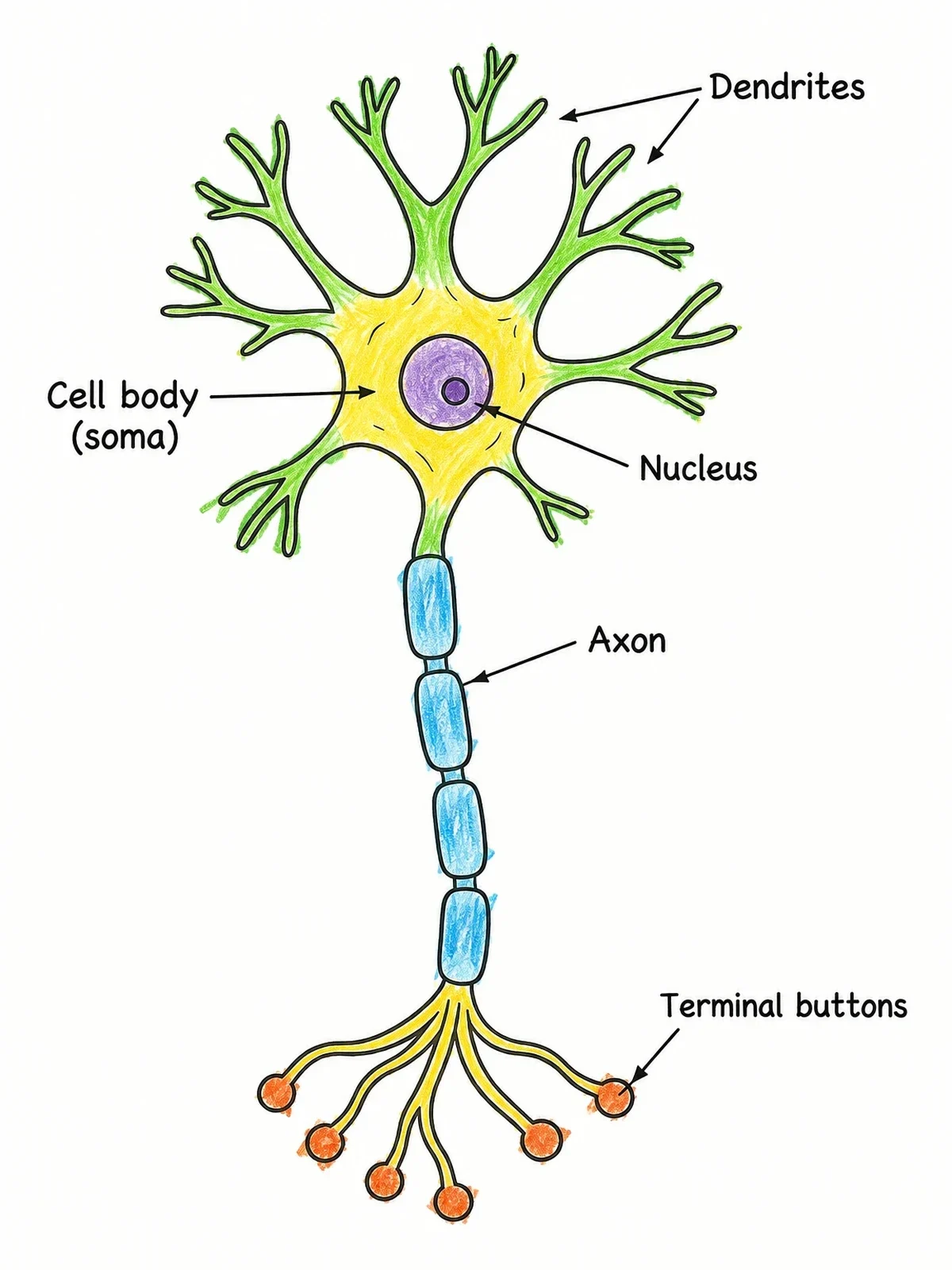Colored example of the Neuron Cell Diagram Anatomy coloring page