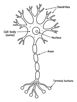 Free printable Neuron Cell Diagram Anatomy coloring page