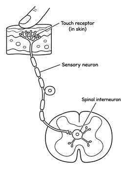 Educational nervous system coloring page showing a touch receptor, sensory neuron, and spinal cord.