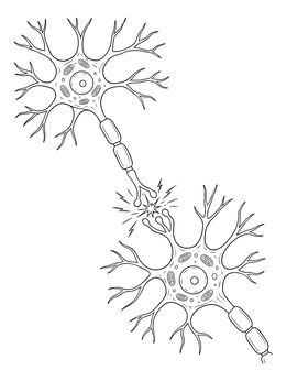 Two interconnected brain cells meet in this detailed nervous system coloring page.