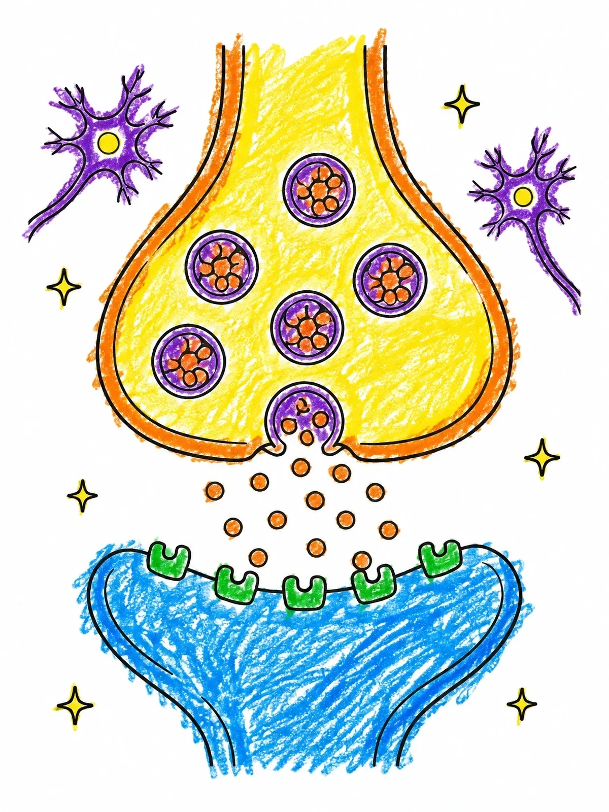 Colored example of the Synapse And Neurotransmitter Release coloring page