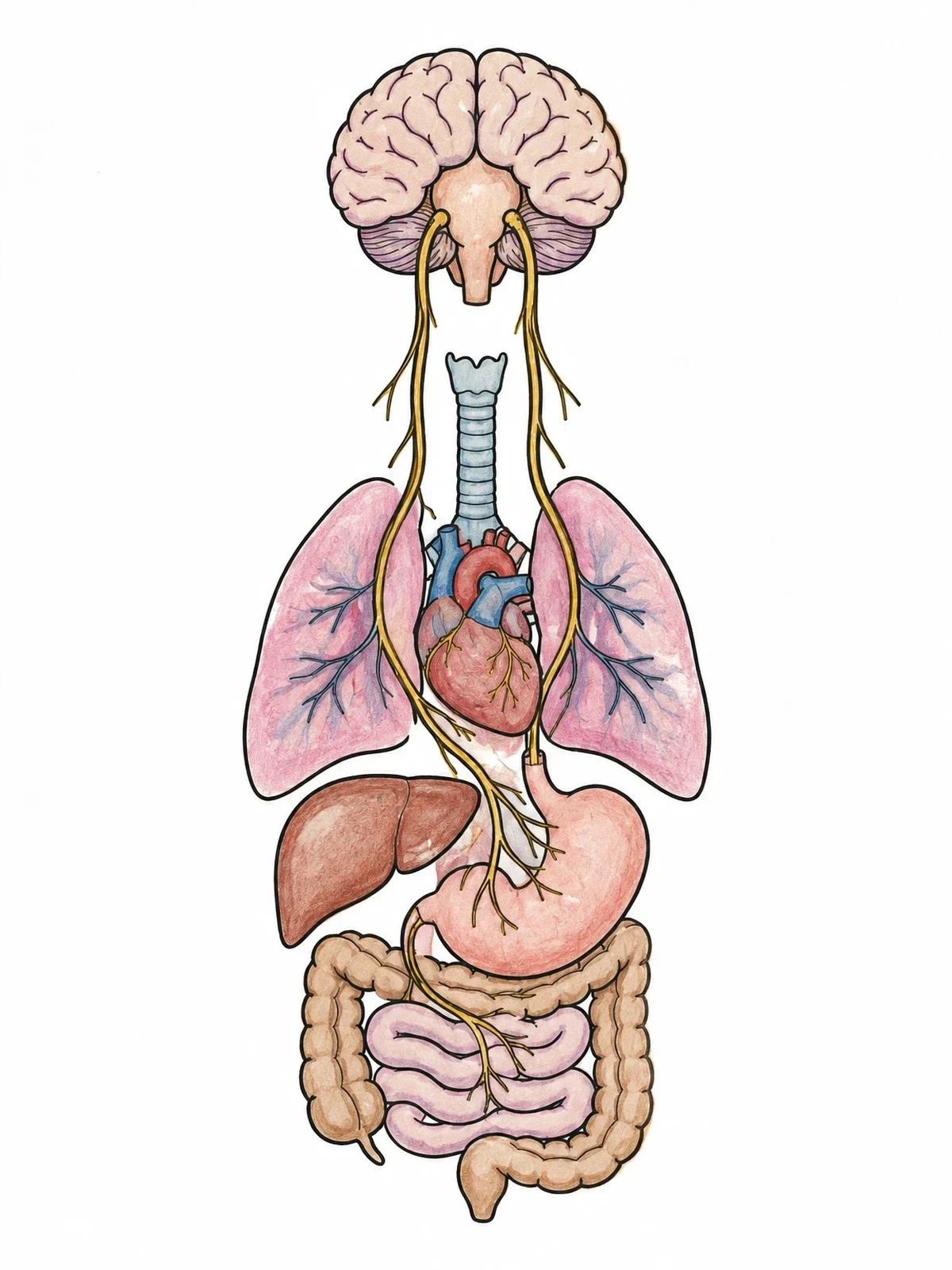 Colored example of the Vagus Nerve And Major Organs Diagram coloring page