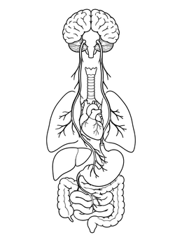 A detailed nervous system coloring page illustrating the vagus nerve connecting the brain to the heart, lungs, and stomach.