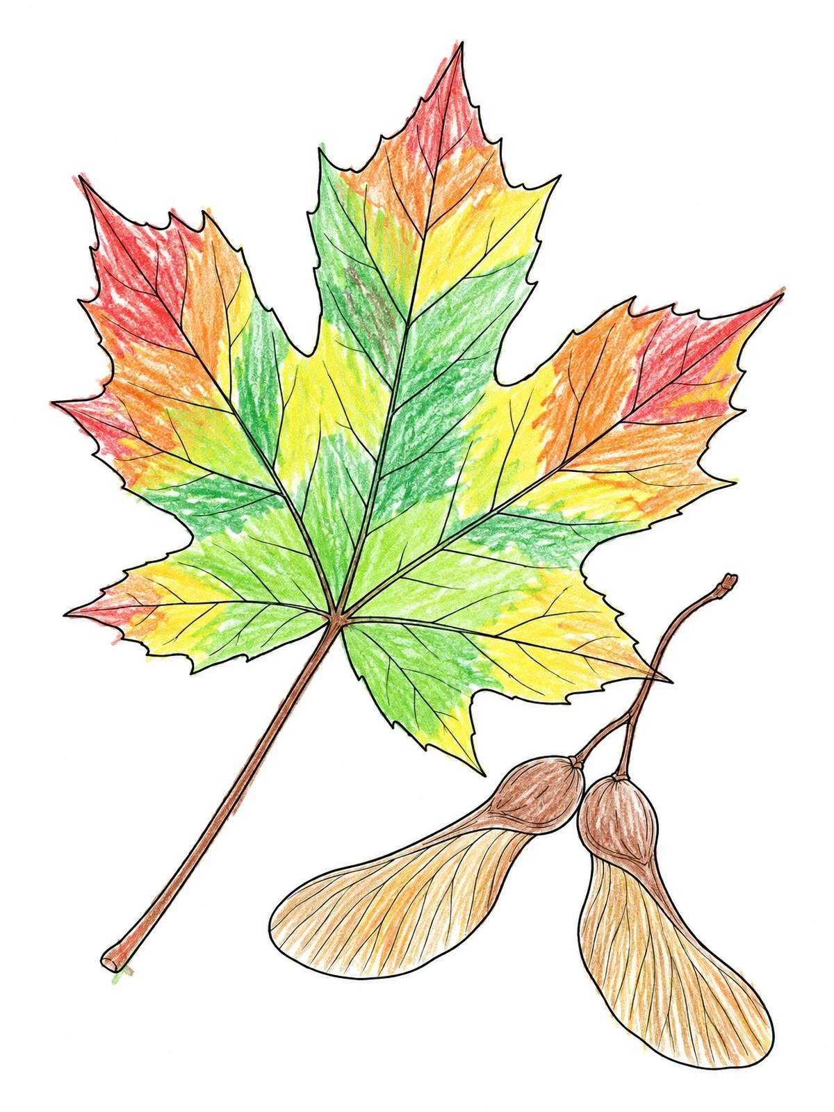 Colored example of the Sugar Maple Leaf And Seeds coloring page
