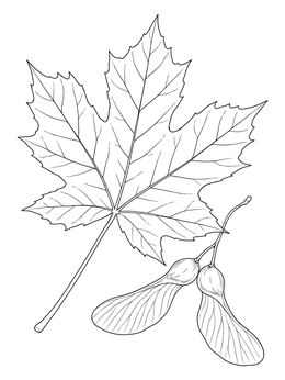 A detailed new york state symbols coloring page featuring a sugar maple leaf and winged samaras.