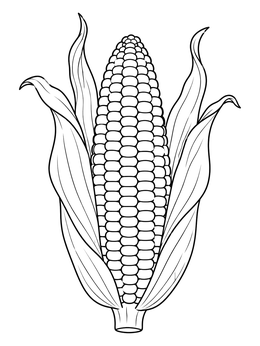 Detailed flint corn cob with dry husks in this november coloring page.