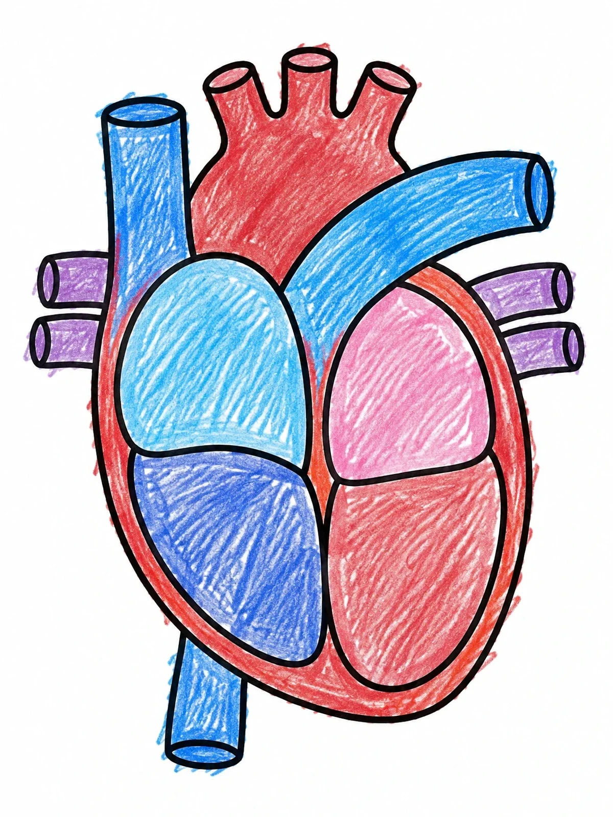 Colored example of the Numbered Anatomical Human Heart Diagram coloring page