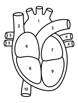 Numbered human heart coloring page showing chambers and vessels for easy color by number activity.