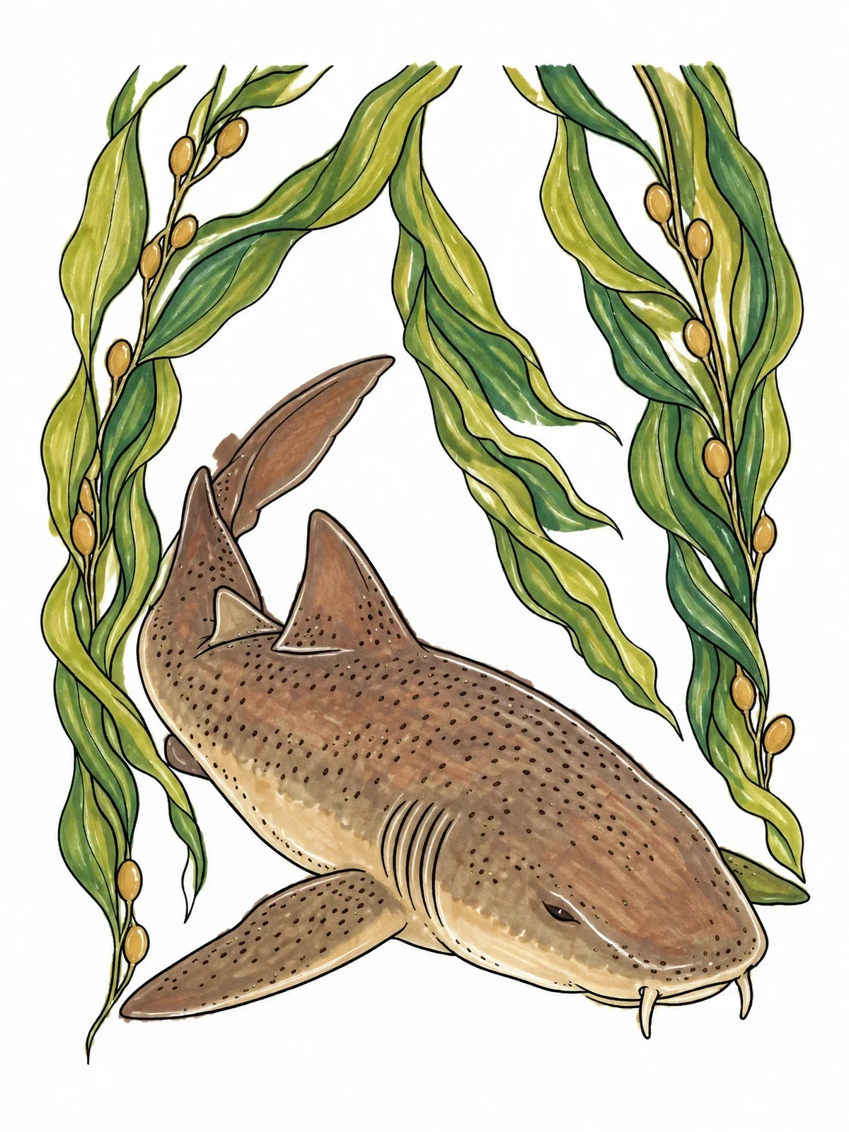 Colored example of the Nurse Shark Resting In Kelp coloring page