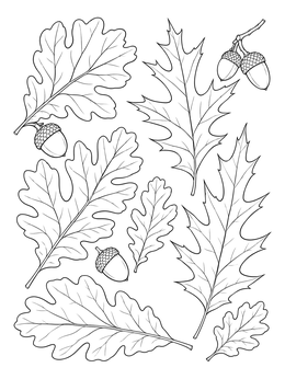 An assortment of botanical foliage on this oak tree coloring page with acorns.