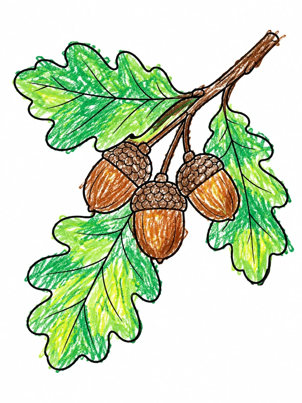 Colored example of the Oak Leaves With Ripe Acorns coloring page
