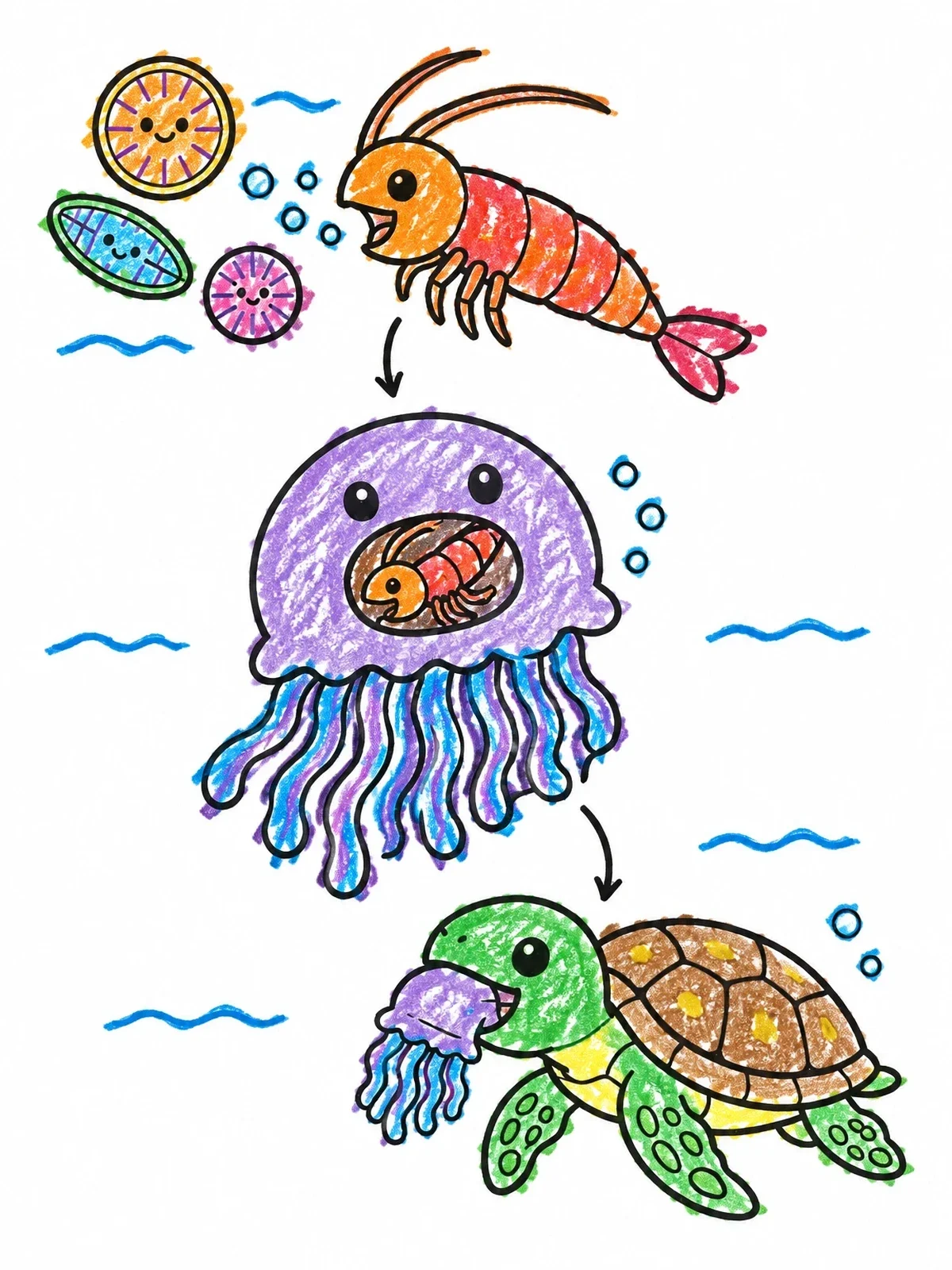Colored example of the Ocean Food Chain Diagram coloring page