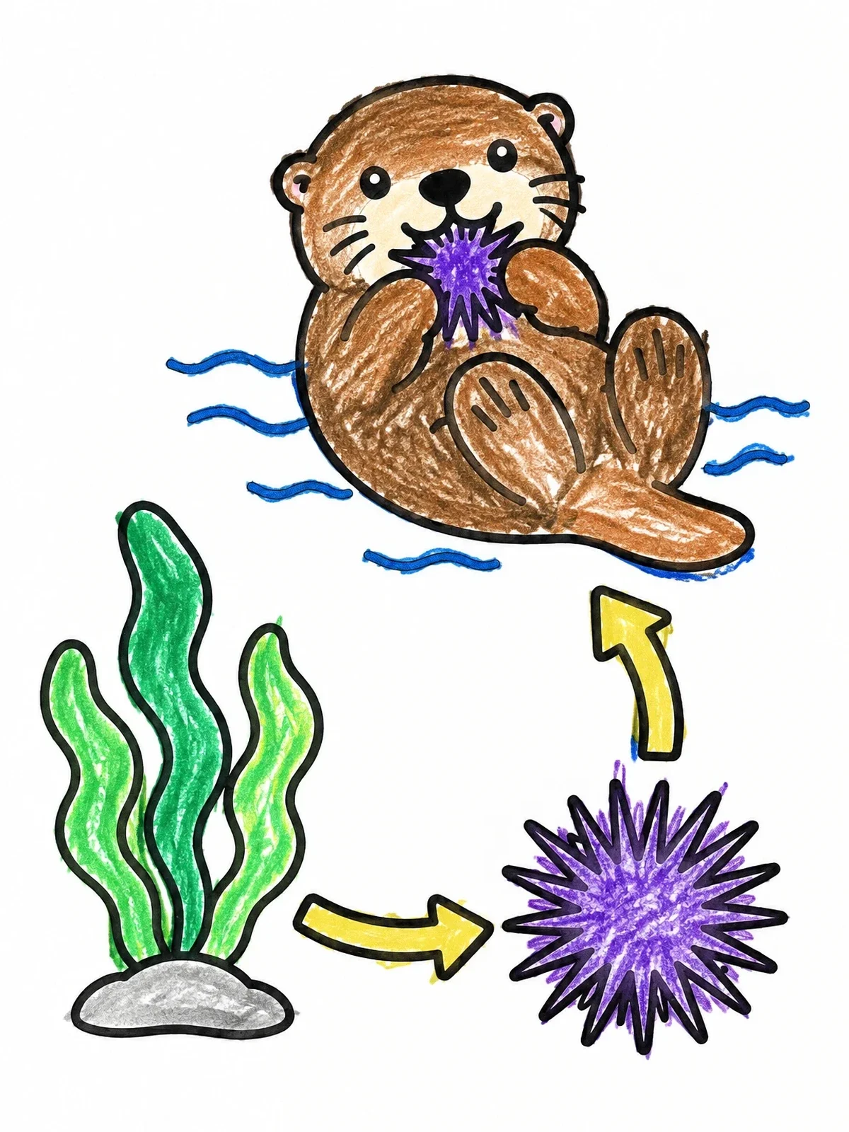 Colored example of the Ocean Food Chain With Otter coloring page