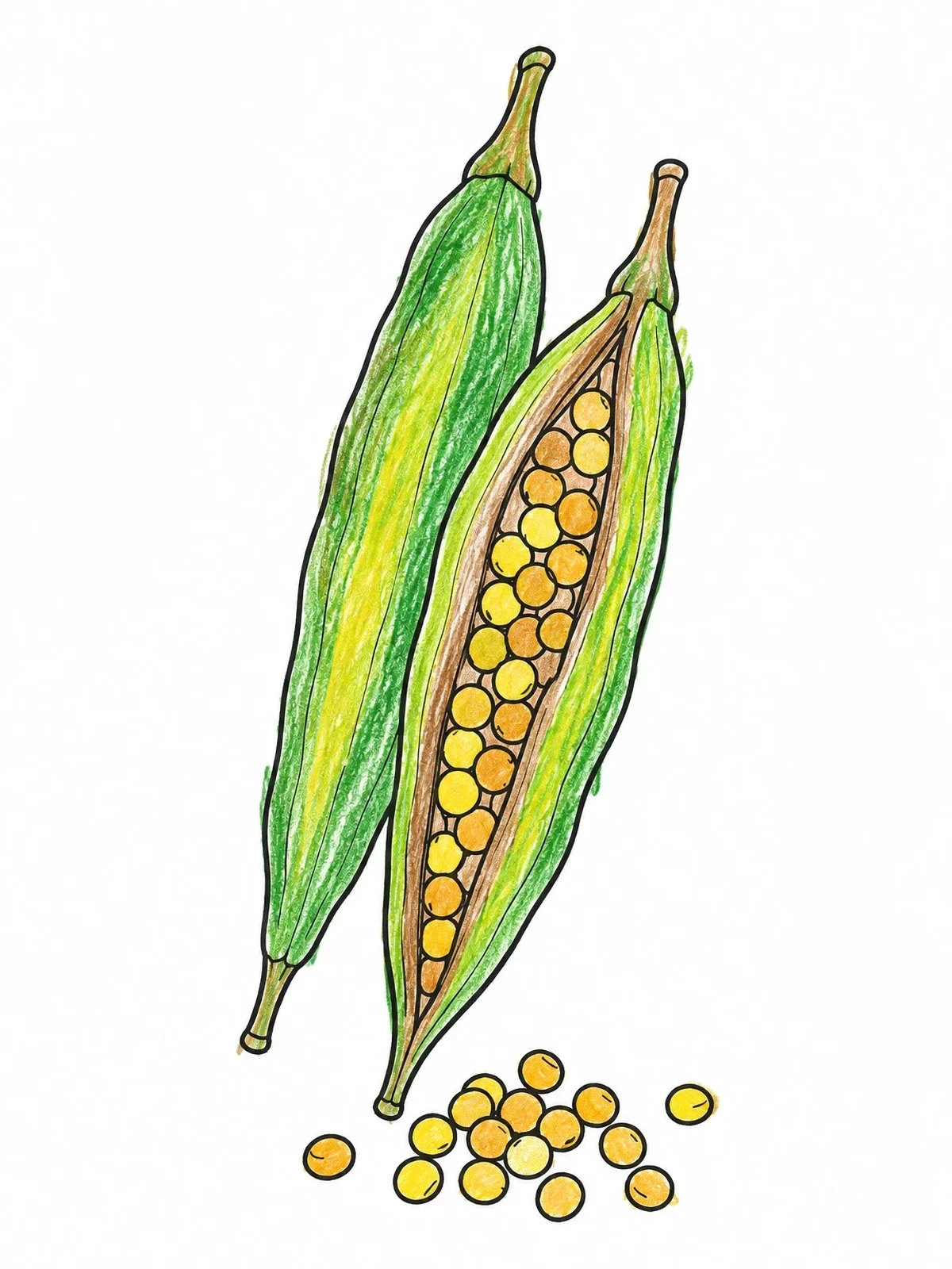 Colored example of the Open Mustard Seed Pods coloring page