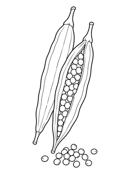 Free printable Open Mustard Seed Pods coloring page