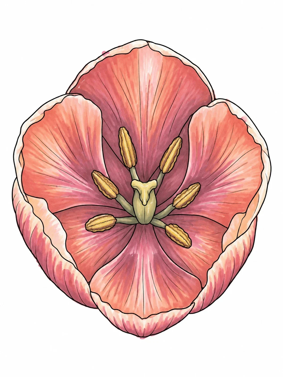 Colored example of the Open Tulip Flower Overhead View coloring page