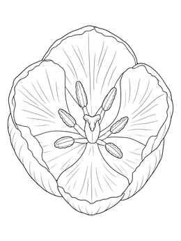 Detailed overhead tulip coloring page revealing delicate petals, stamens, and pistil.