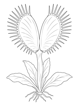 Detailed open venus flytrap coloring page showing leaves and roots.