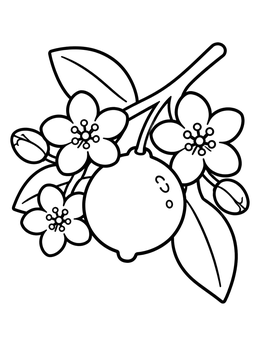 An orange coloring page with fresh citrus fruit, blossoming flowers, and leaves on a branch.