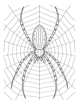 Detailed orb-weaver on its web in this realistic spider coloring page.