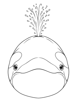 Symmetrical orca whale coloring page showing a head-on view with water spraying from the blowhole.