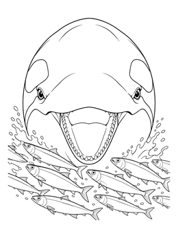 An intense orca whale coloring page featuring a killer whale surfacing towards a school of fish.