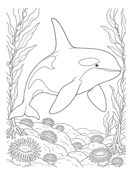 An orca whale coloring page swimming above sea anemones and kelp forests.