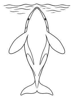 An orca whale coloring page showing the belly markings near gentle water ripples.