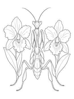 An orchid mantis flanked by two blooming cattleya flowers in this detailed orchid coloring page.