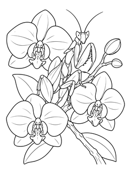 Orchid Mantis on Blooming Branch coloring page