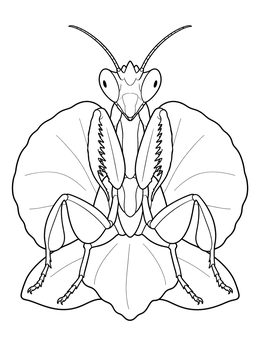 A symmetrical orchid mantis sitting frontally on delicate petals in this orchid coloring page.