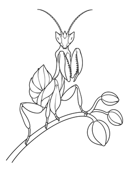 An orchid coloring page featuring an orchid mantis perched gracefully on a stem beside rounded buds.