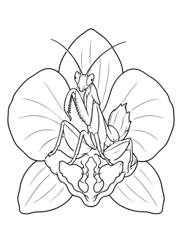 An orchid mantis rests inside blooming petals on this orchid coloring page.