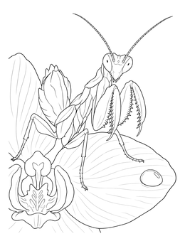 An orchid coloring page featuring a detailed orchid mantis perched on a petal near a dewdrop.
