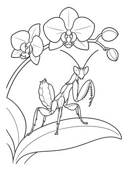 An orchid mantis perches on a leaf in this orchid coloring page featuring blooming blossoms.