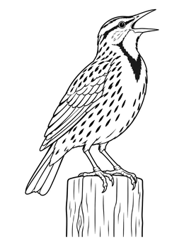 Free printable Singing Western Meadowlark On Post coloring page