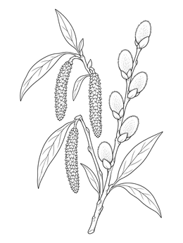 A detailed botanical ostara coloring page featuring blooming willow branches and soft catkins.