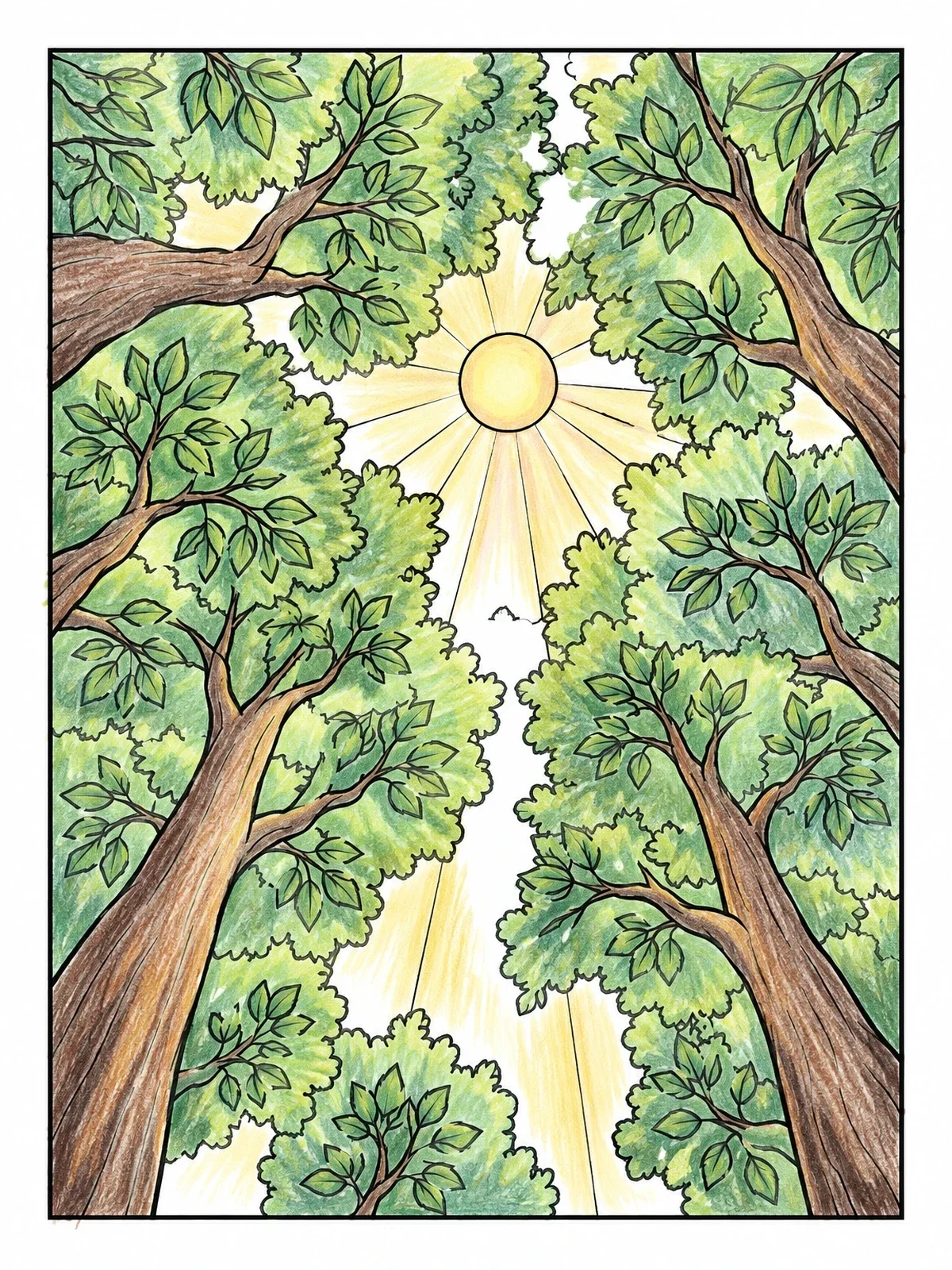 Colored example of the Sun Shining Through Forest Canopy coloring page