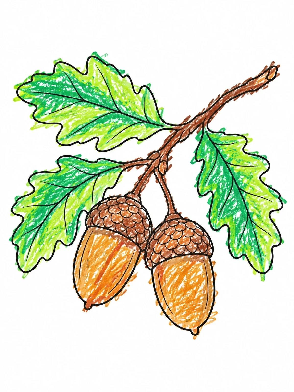 Colored example of the Pair Of Acorns On Oak Branch coloring page