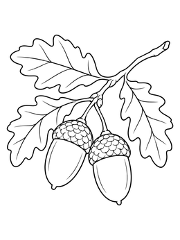 A detailed oak tree coloring page featuring two hanging acorns surrounded by lobed leaves.