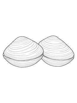 A detailed clam coloring page displaying two closed shells with concentric ridges.