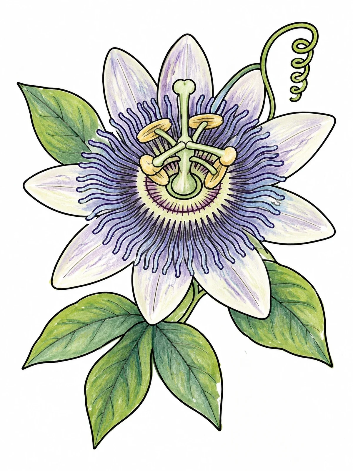 Colored example of the Blooming Paraguayan Mburucuyá Passion Flower coloring page