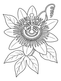 Free printable Blooming Paraguayan Mburucuyá Passion Flower coloring page