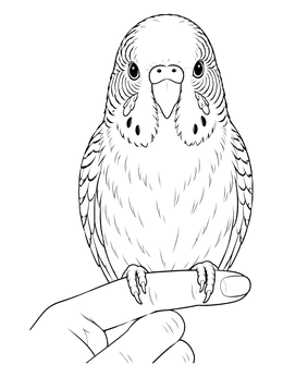 Free printable Budgie Perched On An Outstretched Finger coloring page